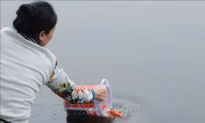 Thả cá chép, tiễn ông Công, ông Táo