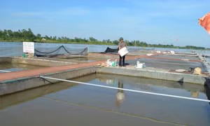 Nuôi cá lồng trên sông mang lại hiệu quả kinh tế cao