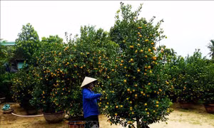 Làng quất cảnh Cẩm Hà vào vụ Tết