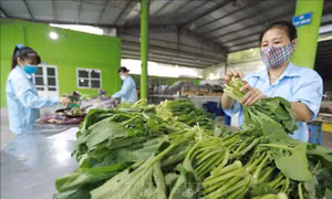 Duy trì sản xuất nông nghiệp, thích ứng với đại dịch 