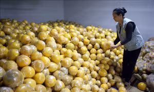 Thâm canh cây ăn quả VietGAP hiệu quả cao hơn 100 triệu đồng/ha
