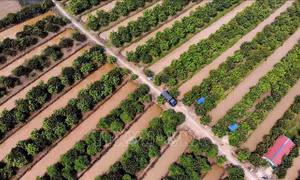 Từ ngày 1/7, sẽ tiến hành điều tra nông thôn, nông nghiệp giữa kỳ 2020