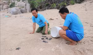 Khu Dự trữ sinh quyển Núi Chúa – Nơi nâng niu sự sống cho rùa biển