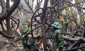 Quảng Trị: Khống chế kịp thời hai vụ cháy rừng giữa cao điểm nắng nóng