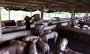 Ứng phó nhanh với dịch trên đàn lợn