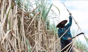 Giá mía đầu vụ cao đem lại niềm vui cho nông dân