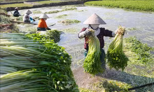 Rau cần Hoàng Lương hướng tới thị trường xuất khẩu