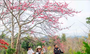 Hoa Anh Đào - Pá Khoang 2019 thu hút hàng nghìn du khách
