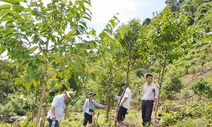 Khuyến khích trồng rừng gỗ lớn gắn với cấp chứng chỉ rừng quốc tế