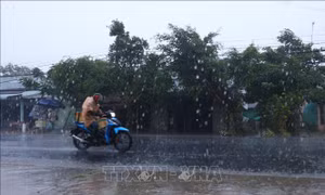 'Mưa vàng' giải cứu vùng hạn mặn Sóc Trăng