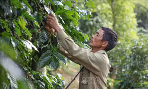 Xuất khẩu sản phẩm cây công nghiệp vẫn 'giậm chân tại chỗ'?