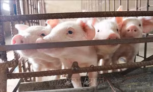 Giải ngân gần 20 tỷ đồng cho hộ dân vay vốn tái đàn lợn