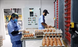 Mở rộng thị trường tiêu thụ cho chăn nuôi hữu cơ