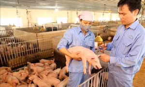 Cuối quý III mới cơ bản đủ lợn giống cho sản xuất