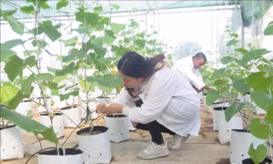 Ứng dụng công nghệ sinh học phát triển bền vững - Bài 1: Đóng góp tích cực vào đời sống