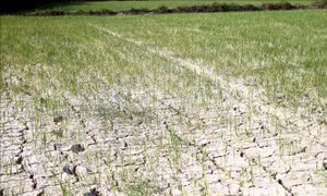 Gần 2.000 ha lúa chết cháy do nắng nóng kéo dài