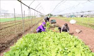 Hà Nội mở rộng diện tích canh tác rau màu vụ Xuân