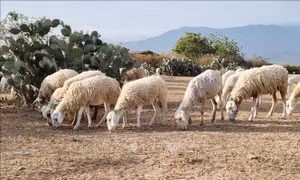 Tăng hiệu quả kinh tế từ mô hình chăn nuôi cừu