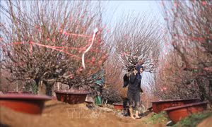 Tết sớm về trên làng đào Nhật Tân
