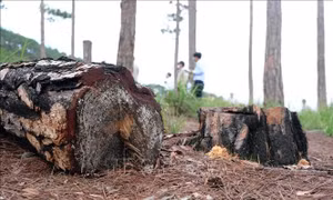 Khẩn trương điều tra, xử lý các vụ vi phạm Luật Lâm nghiệp dịp Tết Quý Mão