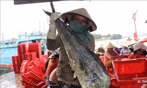 Ngư dân Quảng Ngãi bội thu phiên biển cuối năm