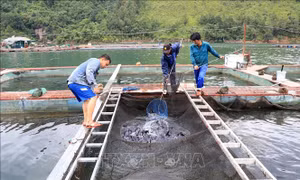 Thu nhập cao từ nuôi cá lồng ở lòng hồ Thủy điện Sơn La