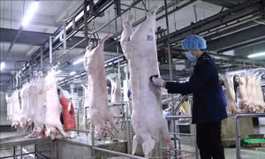 Đề nghị các doanh nghiệp chăn nuôi giảm giá lợn xuống dưới 75.000 đồng/kg