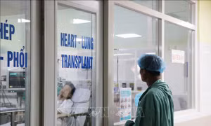 Bệnh viện Trung ương Huế lập kỷ lục rút ngắn thời gian ghép tim xuyên Việt