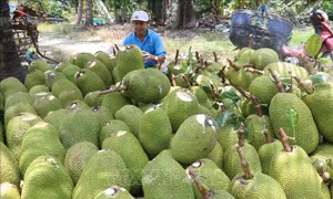 Sau Tết, giá mít Thái tăng hơn 20.000 đồng/kg