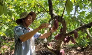Giá ca cao tươi tăng gấp đôi