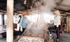 Nhộn nhịp hấp cá xuất khẩu ở Cửa Việt