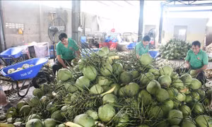 Bến Tre xây dựng vùng sản xuất dừa tập trung theo hướng hữu cơ