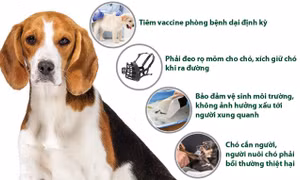 Người nuôi chó cần biết những quy định này của pháp luật