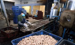 Hoá giải nghịch lý trong chuỗi cung ứng điều