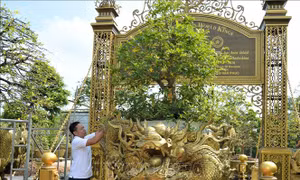 Bộ sưu tập 10 cây mai vàng ở Sa Đéc đạt Kỷ lục thế giới