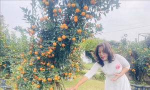 Thú chơi quất ngày Tết và câu chuyện giữ nghề trồng quất ở Hà Nội
