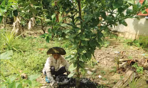 Phát triển thương hiệu bưởi da xanh Khánh Vĩnh