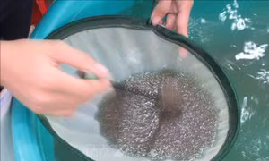 Khuyến cáo về khung mùa vụ thả giống tôm nước lợ 
