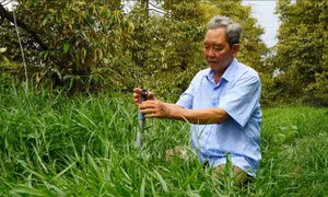 Chủ động ứng phó xâm nhập mặn, tránh ảnh hưởng vườn cây ăn quả