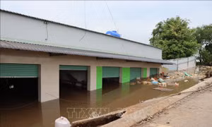 Công bố tình huống khẩn cấp sạt lở bờ sông Cần Giuộc và sông Vàm Cỏ Tây
