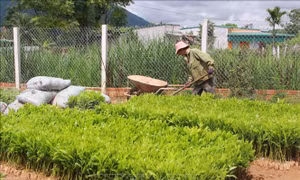 Đồng bào dân tộc Đắk Lắk 'thay da đổi thịt' nhờ trồng rừng
