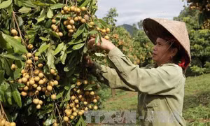Nhiều nông dân thành triệu phú nhờ cây nhãn ghép