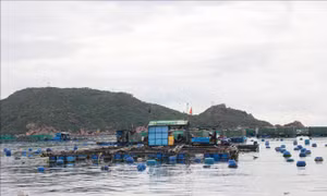 Đổi thay ở Cam Bình - vùng nuôi tôm hùm nổi tiếng Khánh Hòa