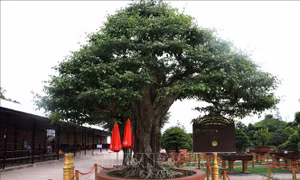 Xác lập kỷ lục cây sanh bonsai có đường kính tán lớn nhất Việt Nam