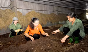 Nữ giám đốc với khát vọng thúc đẩy sản xuất nông nghiệp sạch 