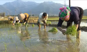 Nông dân Lai Châu khẩn trương vào vụ Xuân
