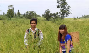 Nhiều thanh niên dân tộc thiểu số lập nghiệp thành công