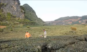 Sắc xuân nơi vùng tái định cư thủy điện Sơn La
