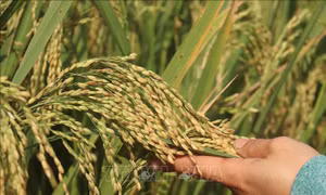 Các nhà khoa học Liên bang Nga tìm ra phương pháp mới tạo giống lúa năng suất cao