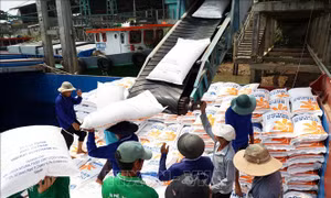 Tái cấu trúc ngành lúa gạo - Bài 3: Chủ động ứng phó với đà giảm giá